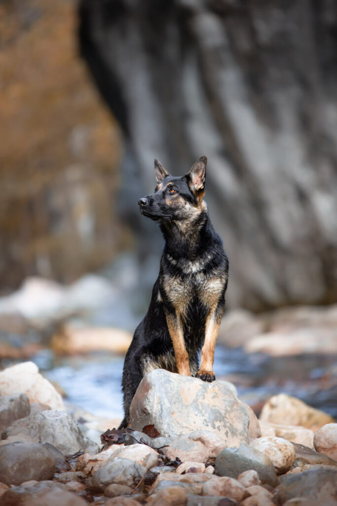 Un chien Berger allemand posant sur un rocher